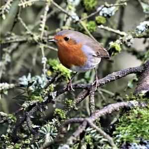 European Robin