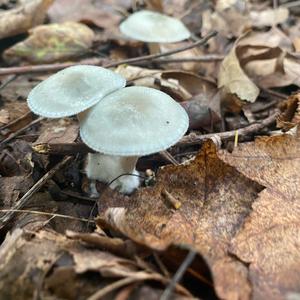 Anise-scented Clitocybe