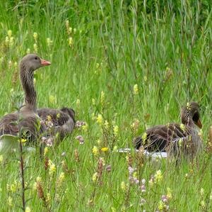 Greylag Goose