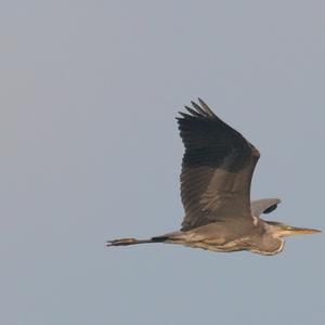 Grey Heron