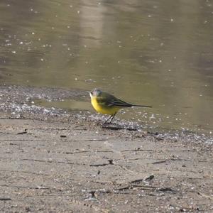 Yellow Wagtail