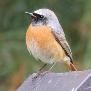 Common Redstart