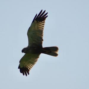 Western Marsh-harrier