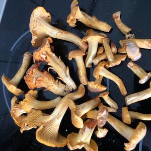 Chanterelle, Common