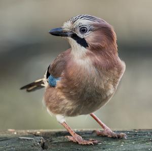 Eurasian Jay