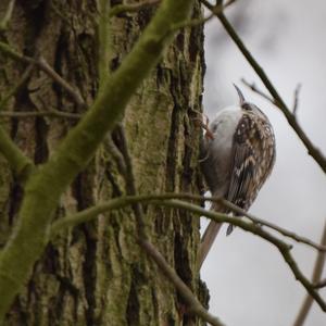 Eurasian Treecreeper