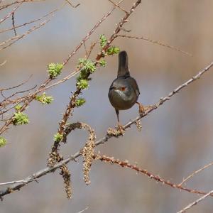 Sardinian Warbler