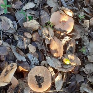 Yellowdrop Milk Cap