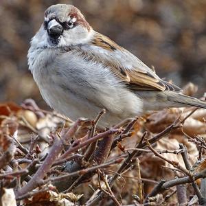 House Sparrow