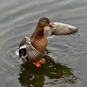 Mallard