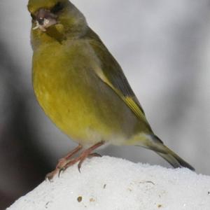 European Greenfinch