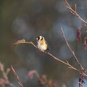 European Goldfinch