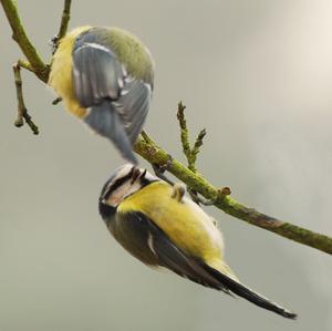 Great Tit