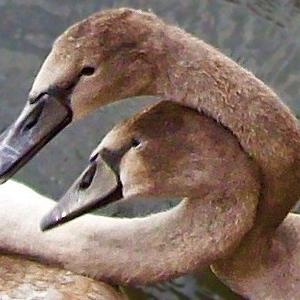 Mute Swan