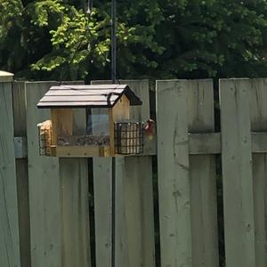 Purple Finch