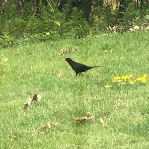 Eurasian Blackbird