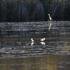 Common Merganser