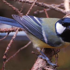 Blue Tit