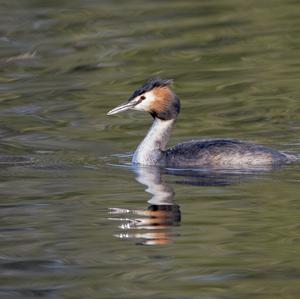 Great Crested Grebe