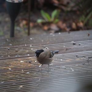 Eurasian Bullfinch