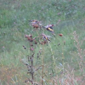 European Goldfinch