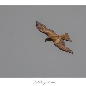 Black Kite