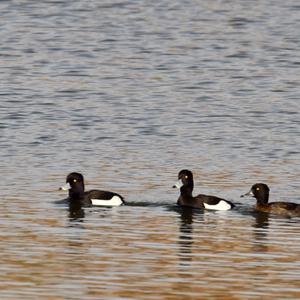 Tufted Duck