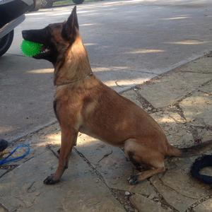 Belgian Malinois