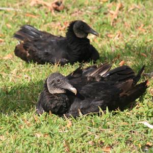 Black Vulture