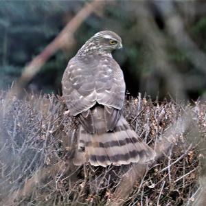 Northern Goshawk