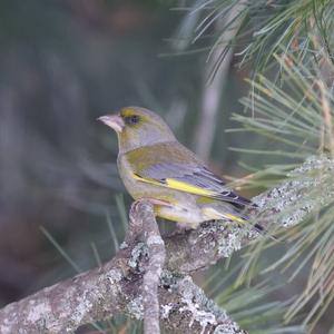 European Greenfinch