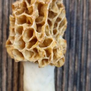 Yellow Morel