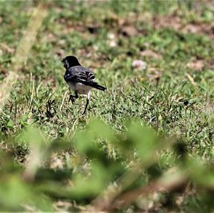 White Wagtail