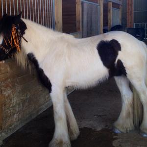 Gypsy Vanner Horse