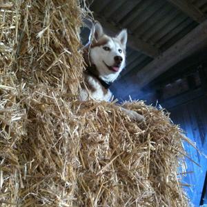 Siberian Husky