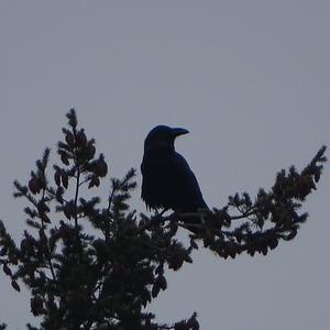 Common Raven