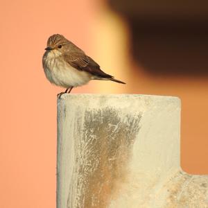 Spotted Flycatcher