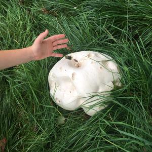 Giant Puffball