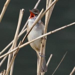 Great Reed-warbler