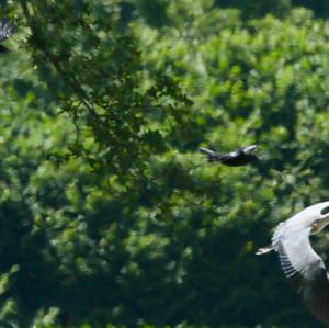 Grey Heron