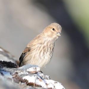 Eurasian Linnet