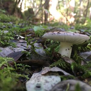 Tacky Green Russula