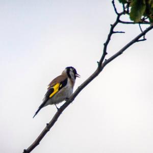 European Goldfinch