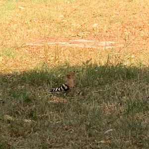 Eurasian Hoopoe