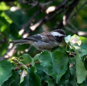 Boreal Chickadee