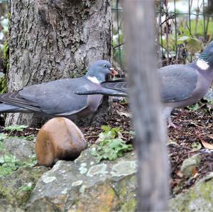 Common Wood-pigeon