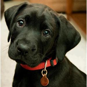 Retriever (Labrador)