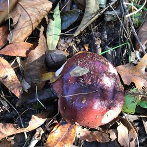 Lemon-gilled Russula