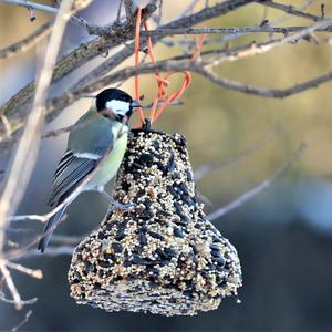 Great Tit