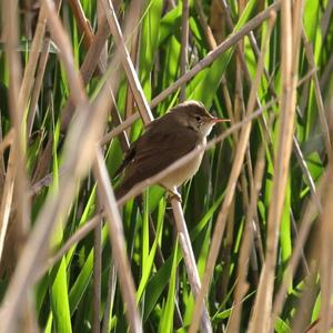 Eurasian Reed-warbler